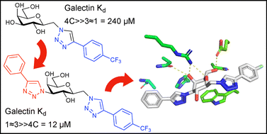Graphical abstract: Synergy of triazolyl substituents at C1 and C3 of galactose for high-affinity and selective galectin-4C inhibition