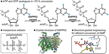 Graphical abstract: Structure-guided engineering of a polyphosphate kinase 2 class III from an Erysipelotrichaceae bacterium to produce base-modified purine nucleotides