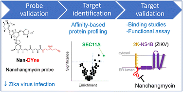 Graphical abstract: Affinity-based protein profiling of the antiviral natural product nanchangmycin
