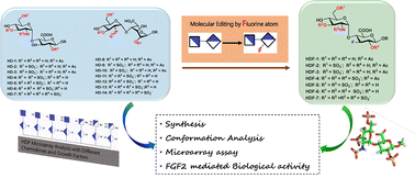 Graphical abstract: Unravelling structure–function interactions between fluorinated heparan sulfate mimetics and signaling proteins