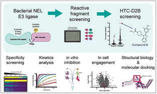 Graphical abstract: Covalent fragment screening to inhibit the E3 ligase activity of bacterial NEL enzymes SspH1 and SspH2