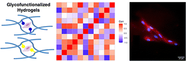 Graphical abstract: Glyco-functionalization of ECM mimics, influence in morphology and cell behaviour