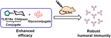 Graphical abstract: A TLR7/8 agonist–chitosan conjugate as an adjuvant for carbohydrate-based anticancer vaccine development