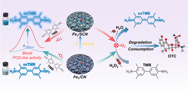 Graphical abstract: S-doped Fe single atoms as efficient peroxidase-like nanozymes for colorimetric detection of oxytetracycline