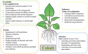 Graphical abstract: Cobalt in the soil-plant system across deficient, beneficial and toxic levels: data analysis and mechanistic interpretations