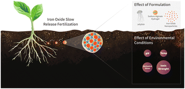 Graphical abstract: Iron-oxide nanoparticle release from jellyfish-based hydrogels for agricultural fertilization