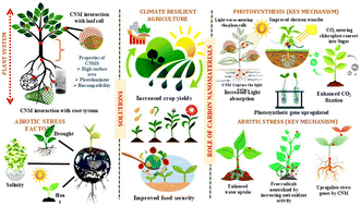 Graphical abstract: Mechanistic insights into carbon nanomaterials as potential plant biostimulants: enhancing photosynthesis and stress tolerance for climate-resilient agriculture