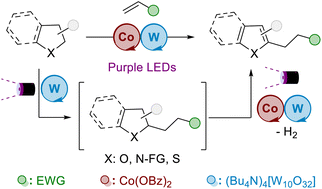 Graphical abstract: Photocatalytic transformation of aliphatic heterocycles and electron-poor alkenes into functionalized heteroarenes