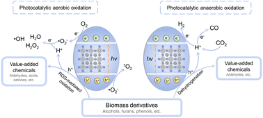Graphical abstract: Photocatalytic valorization of biomass derivatives for fine chemicals and fuels production over halide perovskite catalysts