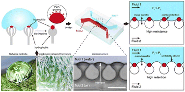 Graphical abstract: Salvinia-inspired architectures for enhancing interface stability and mass transfer in microchannels
