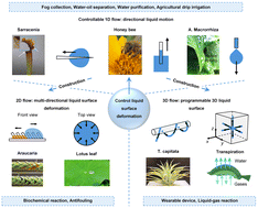 Graphical abstract: Structure-enabled liquid manipulation: bioinspired control across all dimensions