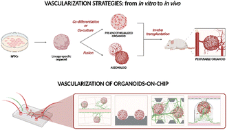 Graphical abstract: Vascularizing organoids-on-chip for perfused and personalized models