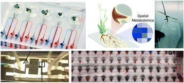 Graphical abstract: 20 years of microfluidic technology for advancing plant sciences