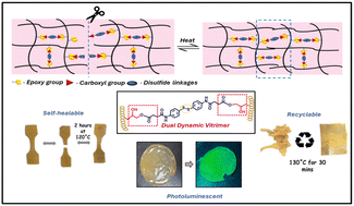 Graphical abstract: Design of a dual dynamic elastomeric vitrimer based on disulfide metathesis and transesterification reactions