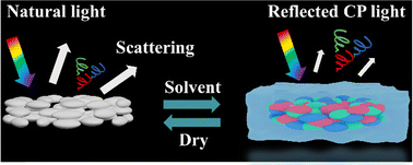 Graphical abstract: Solvent-triggered off-to-on circular polarization activation via scattering modulation in polymer-based chiral photonic particles for encryption and authentication