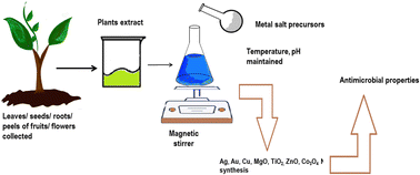 Graphical abstract: A review on the green synthesis of metal (Ag, Cu, and Au) and metal oxide (ZnO, MgO, Co3O4, and TiO2) nanoparticles using plant extracts for developing antimicrobial properties
