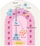 Graphical abstract: Mast cell-derived exosomes and claudin regulation in ulcerative colitis: emerging insights and therapeutic potential