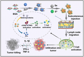 Graphical abstract: Zinc–selenium synergistic nanoplatform for augmented cancer immunotherapy via trace-elements-mediated immunomodulation