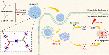 Graphical abstract: Spermine-responsive supramolecular DNA nanogels loaded with dual drugs for potential combined cancer therapy