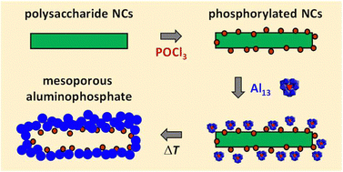 Graphical abstract: Phosphorylated chitin and cellulose nanocrystals as colloidal bio-templates towards mesoporous aluminophosphates