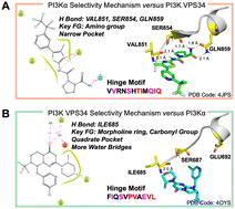 Graphical abstract: A hinge motif unveils the cryptic structural determinants of selective inhibitors towards PI3Kα and VPS34