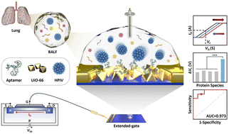 Graphical abstract: A rapid extended-gate field-effect transistor-type biosensor composed of a truncated DNA aptamer and UiO-66 metal–organic framework nanoparticles for HPIV detection in bronchoalveolar lavage fluid