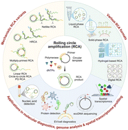 Graphical abstract: Rolling circle amplification for next-generation molecular diagnostics, genome analysis, and spatial transcriptome profiling