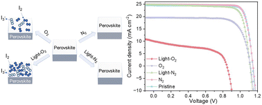 Graphical abstract: What determines the iodine oxidation reaction kinetics in halide perovskite solar cells?
