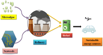 Graphical abstract: Unveiling the dual potential of microalgae and seaweed biomass for sustainable biofuel production: a review