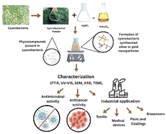 Graphical abstract: Biosynthesis of silver and gold nanoparticles using cyanobacteria, their pharmaceutical and industrial applications
