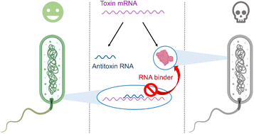 Graphical abstract: Synthetic RNA ligands as activators of type I toxin–antitoxin systems: a novel antimicrobial strategy targeting Helicobacter pylori