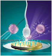 Graphical abstract: JUNO-Checked – a live cell electrochemical biosensor for sperm function diagnostics