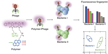 Graphical abstract: Array-based polymer-phage biosensors for detection and differentiation of bacteria