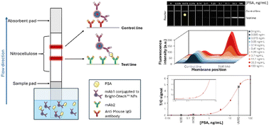 Graphical abstract: Lanthanide nanoparticles as ultra-sensitive luminescent probes for quantitative PSA detection via lateral flow assays