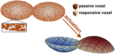 Graphical abstract: 4D printing of fully programmable sheets of digital metamaterials