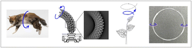 Graphical abstract: The hidden wheel-within