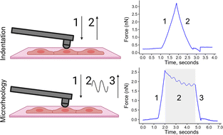 Graphical abstract: Retina microrheology via oscillatory atomic force microscopy