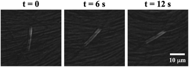 Graphical abstract: Coupling of colloidal rods to the dynamic order of active nematic films