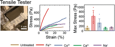 Graphical abstract: Strengthening biofilms with selective metal ions