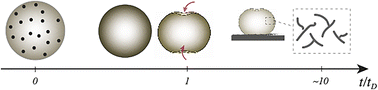 Graphical abstract: Mechanical instabilities in drying protein droplets under substrate-free conditions