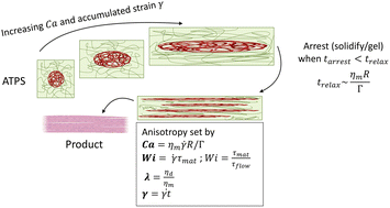Graphical abstract: Liquid–liquid phase separation as a structuring tool for designing anisotropic food systems