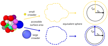 Graphical abstract: Impact of protein corona morphology on nanoparticle diffusion in biological fluids: insights from a mesoscale approach
