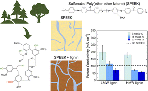 Graphical abstract: Superior proton conductivity and selectivity in sulfonated ionomer biocomposites containing renewably processed and fractionated lignin
