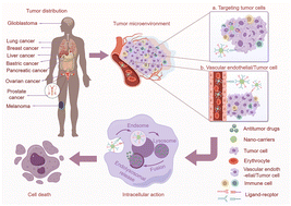 Graphical abstract: A superior method for antitumor therapy and application: dual-ligand nanomedicines
