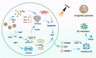 Graphical abstract: A biomimetic therapeutic nanovaccine based on dendrimer–drug conjugates coated with metal–phenolic networks for combination therapy of nasopharyngeal carcinoma: an in vitro investigation