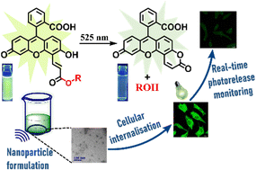 Graphical abstract: Green-light responsive fluorescein-based photoremovable protecting group: nanoparticle formulation for controlled release of bioactive molecules with real-time-monitoring ability