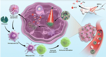 Graphical abstract: Biomimetic semiconducting polymer dots for dual targeted NIR-II phototheranostic and multimodal coordinated immunostimulatory therapy