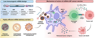 Graphical abstract: Harnessing dendritic cells as immunological bridges to potentiate mRNA cancer vaccines