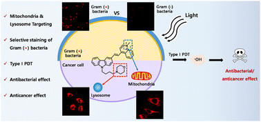 Graphical abstract: A dual-targeting photosensitizer for simultaneous mitochondrial and lysosomal disruption in cancer and antibacterial photodynamic therapy