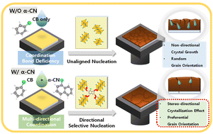 Graphical abstract: Preferential crystallographic orientation via α-CN stereo-directional effect for superior perovskite indoor photodetectors